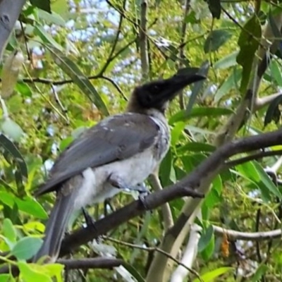 Philemon corniculatus (Noisy Friarbird) at Greenway, ACT - 19 Feb 2017 by SteveC