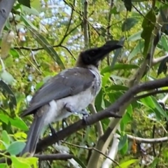 Philemon corniculatus (Noisy Friarbird) at Greenway, ACT - 19 Feb 2017 by SteveC