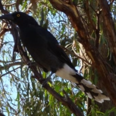 Strepera graculina (Pied Currawong) at Greenway, ACT - 19 Feb 2017 by SteveC