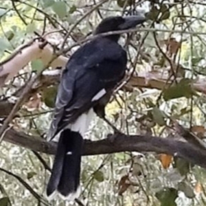 Strepera graculina at Greenway, ACT - 19 Feb 2017