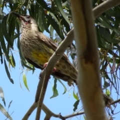 Anthochaera carunculata (Red Wattlebird) at Greenway, ACT - 19 Feb 2017 by SteveC