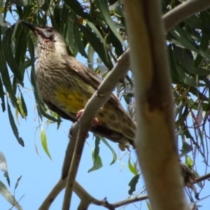 Anthochaera carunculata at Greenway, ACT - 19 Feb 2017