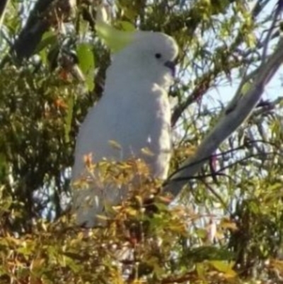 Cacatua galerita (Sulphur-crested Cockatoo) at Greenway, ACT - 19 Feb 2017 by SteveC