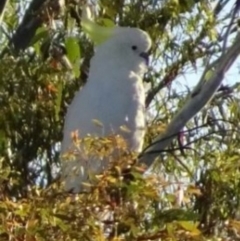 Cacatua galerita (Sulphur-crested Cockatoo) at Greenway, ACT - 19 Feb 2017 by SteveC