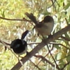 Malurus cyaneus (Superb Fairywren) at Greenway, ACT - 19 Feb 2017 by SteveC