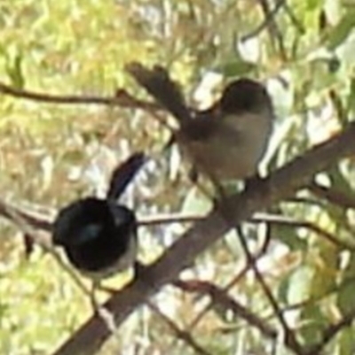 Malurus cyaneus (Superb Fairywren) at Greenway, ACT - 19 Feb 2017 by SteveC