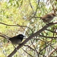 Malurus cyaneus at Greenway, ACT - 19 Feb 2017