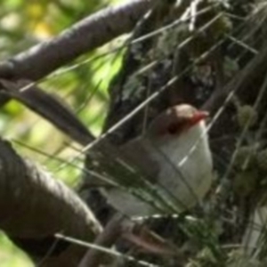 Malurus cyaneus at Greenway, ACT - 19 Feb 2017