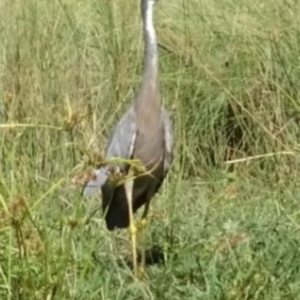 Egretta novaehollandiae at Greenway, ACT - 19 Feb 2017