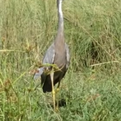 Egretta novaehollandiae (White-faced Heron) at Greenway, ACT - 19 Feb 2017 by SteveC