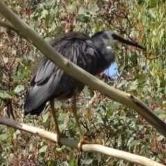 Egretta novaehollandiae at Greenway, ACT - 19 Feb 2017 05:39 PM