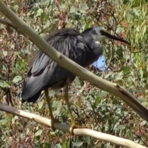 Egretta novaehollandiae at Greenway, ACT - 19 Feb 2017