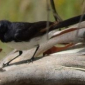 Rhipidura leucophrys at Greenway, ACT - 19 Feb 2017