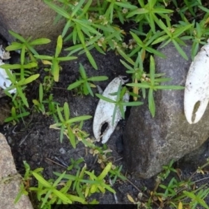 Cherax destructor at Greenway, ACT - 19 Feb 2017