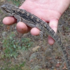 Pogona barbata (Eastern Bearded Dragon) at Greenway, ACT - 19 Feb 2017 by SteveC