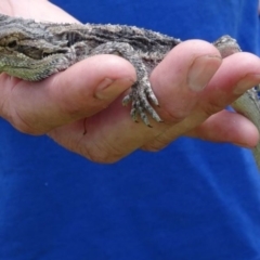 Pogona barbata at Greenway, ACT - 19 Feb 2017