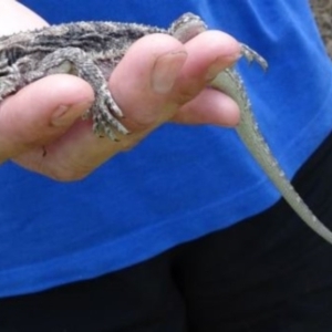 Pogona barbata at Greenway, ACT - suppressed