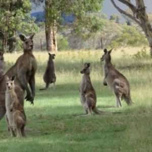 Macropus giganteus at Greenway, ACT - 19 Feb 2017 07:04 PM