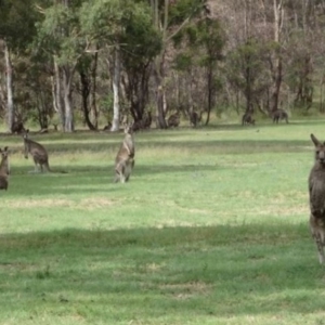 Macropus giganteus at Greenway, ACT - 19 Feb 2017 07:04 PM