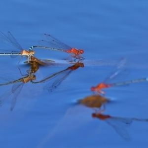 Xanthagrion erythroneurum at Undefined, ACT - 21 Feb 2017