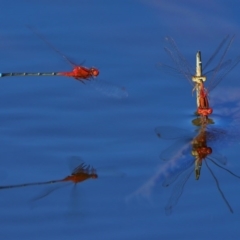 Xanthagrion erythroneurum at Undefined, ACT - 21 Feb 2017