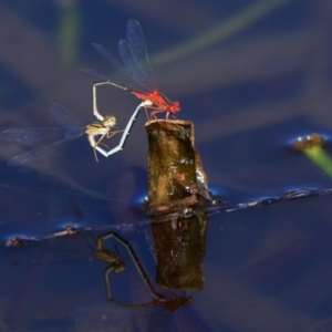 Xanthagrion erythroneurum at Undefined, ACT - 21 Feb 2017