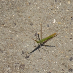 Acrida conica at Reid, ACT - 21 Feb 2017 11:28 AM