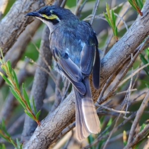 Caligavis chrysops at Undefined, ACT - 21 Feb 2017 05:10 PM