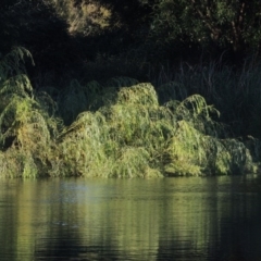 Salix babylonica (Weeping Willow) at Point Hut to Tharwa - 19 Feb 2017 by michaelb