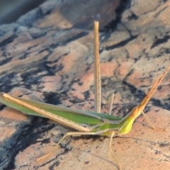 Acrida conica (Giant green slantface) at Paddys River, ACT - 19 Feb 2017 by michaelb