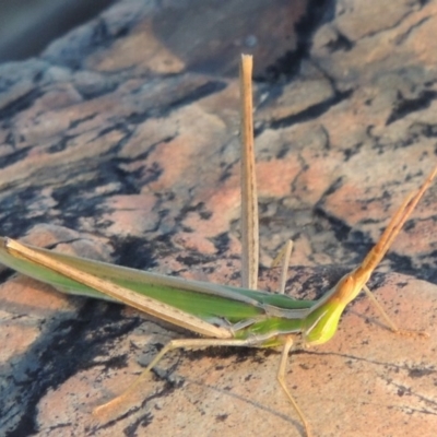 Acrida conica (Giant green slantface) at Paddys River, ACT - 19 Feb 2017 by MichaelBedingfield