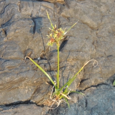 Cyperus eragrostis (Umbrella Sedge) at Paddys River, ACT - 19 Feb 2017 by MichaelBedingfield