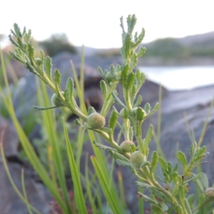 Centipeda cunninghamii at Paddys River, ACT - 19 Feb 2017