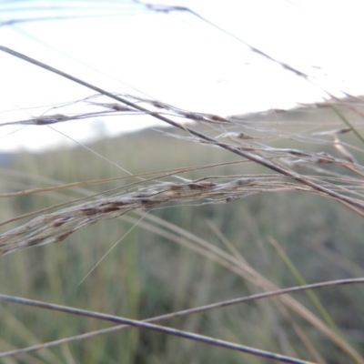 Nassella trichotoma (Serrated Tussock) at Paddys River, ACT - 19 Feb 2017 by michaelb