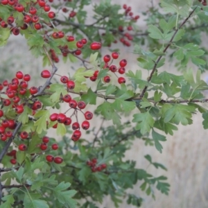 Crataegus monogyna at Paddys River, ACT - 19 Feb 2017