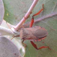 Amorbus sp. (genus) (Eucalyptus Tip bug) at Urambi Hills - 24 Jan 2017 by michaelb