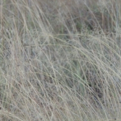 Eragrostis curvula at Paddys River, ACT - 19 Feb 2017