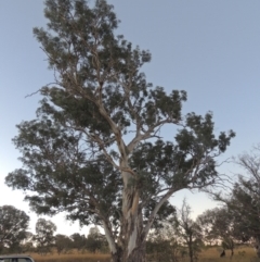 Eucalyptus polyanthemos (Red Box) at Paddys River, ACT - 19 Feb 2017 by michaelb