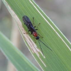 Braconidae (family) (Unidentified braconid wasp) at Paddys River, ACT - 19 Feb 2017 by michaelb