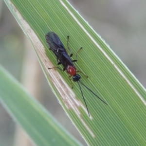 Braconidae (family) at Paddys River, ACT - 19 Feb 2017 08:09 PM