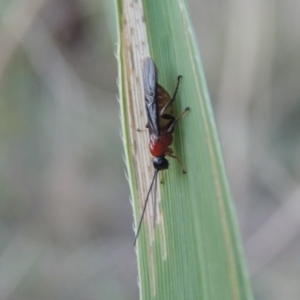 Braconidae (family) at Paddys River, ACT - 19 Feb 2017 08:09 PM