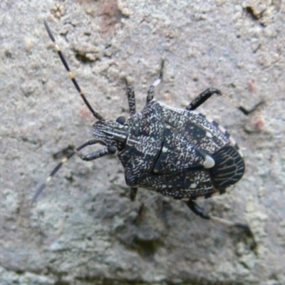 Oncocoris sp. (genus) (A stink bug) at Kambah, ACT - 10 Apr 2009 by HarveyPerkins