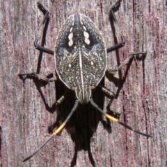 Poecilometis strigatus (Gum Tree Shield Bug) at Kambah, ACT - 15 Mar 2009 by HarveyPerkins