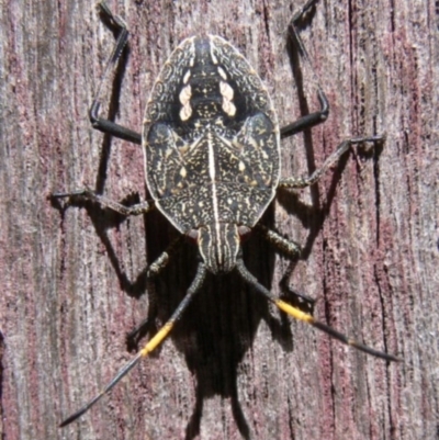 Poecilometis strigatus (Gum Tree Shield Bug) at Kambah, ACT - 14 Mar 2009 by HarveyPerkins