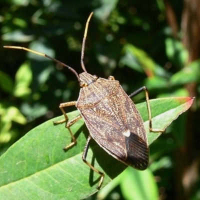 Poecilometis strigatus (Gum Tree Shield Bug) at Kambah, ACT - 15 Mar 2009 by HarveyPerkins