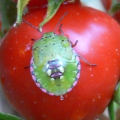 Nezara viridula (Green vegetable bug) at Kambah, ACT - 12 Mar 2009 by HarveyPerkins