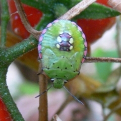 Nezara viridula at Kambah, ACT - 12 Mar 2009 05:49 PM