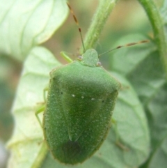 Nezara viridula (Green vegetable bug) at Kambah, ACT - 24 Mar 2009 by HarveyPerkins