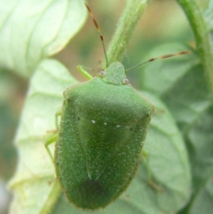 Nezara viridula at Kambah, ACT - 24 Mar 2009