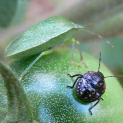 Nezara viridula (Green vegetable bug) at Kambah, ACT - 23 Mar 2009 by HarveyPerkins